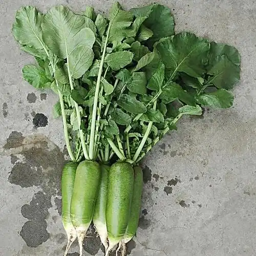 甜脆种子_天津沙窝萝卜种子水果型青萝卜种籽长筒形口感甜脆蔬菜种子