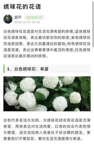 公孙恒自刎白色绣球花空镜白色绣球花语充满希望
