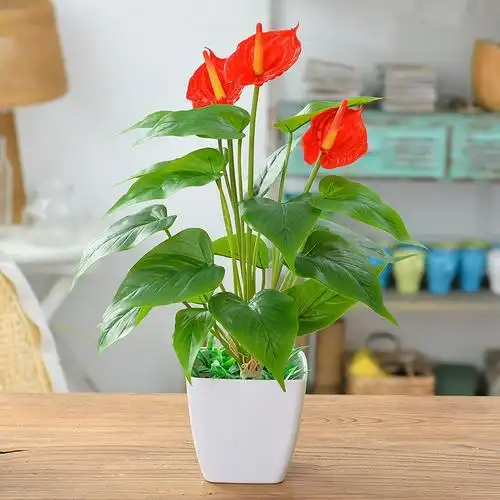 花朵盆栽图片大全(盆栽花卉图片大全集 花草)