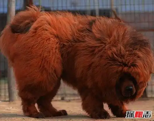 世界上最贵的藏獒纯红藏獒江山一片红卖出天价1580万