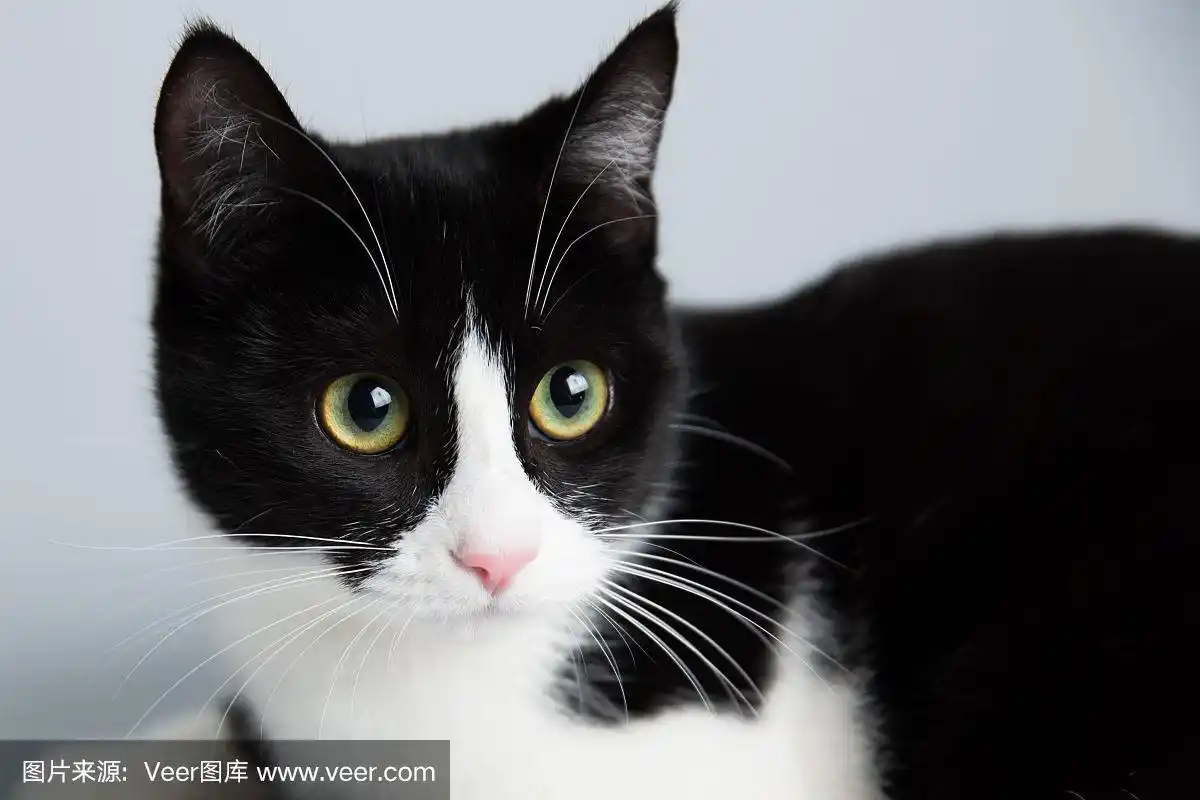 可爱的,黑白猫,野生猫科动物,水平画幅,进行中