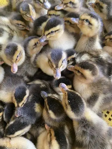 [麻鸭苗批发]#热卖#大种麻鸭苗 天府麻鸭苗 全国发货 包技术指导价格