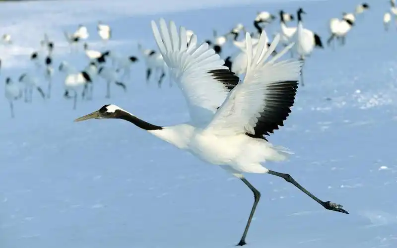 动物,鸟类,仙鹤,动物,电脑壁纸,壁纸仙鹤亭亭玉立