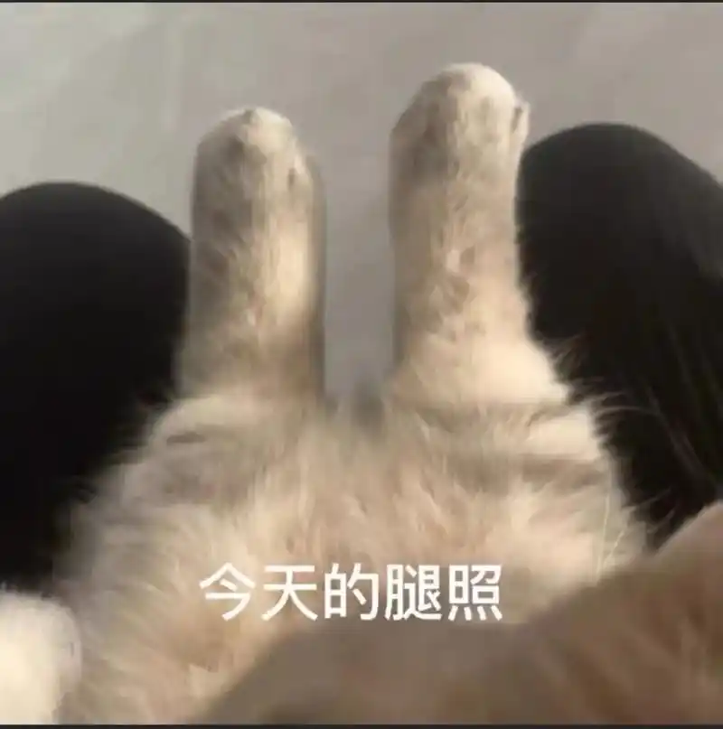 今天的腿照#猫咪表情包 #发给对象表情包 #萌宠表情包 #阴 - 抖音
