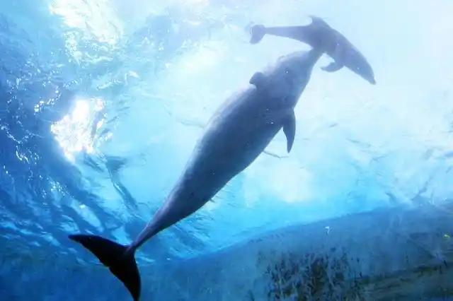 为什么鲨鱼怕海豚?