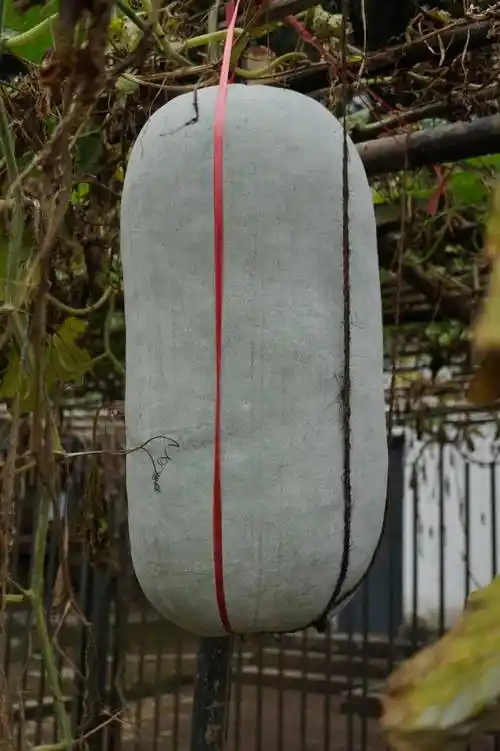 葫芦科是蔬菜大户,常见的葫芦,南瓜,西瓜,冬瓜,苦瓜统统属于葫芦科大