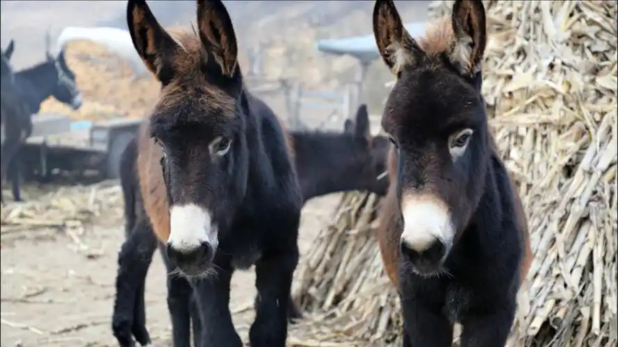 东北驴圈稀奇事!概率万分之一,类似彩票中大奖!