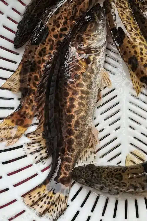 广东等级:aaaaa品牌:盈亿水产发展(广东)有限公司品种:斑鳜鱼产品信息