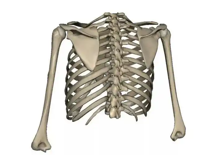 胸椎灵活度训练缓解你的肩颈腰痛