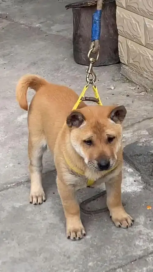 中华田园犬广西土猎犬难得一见