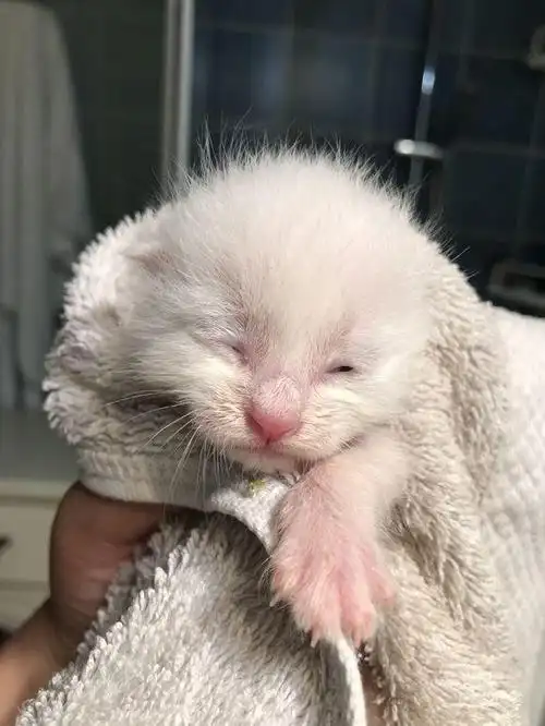 捡到三只刚出生的小奶猫,精心照顾一周后才睁眼,主人激动痛哭!