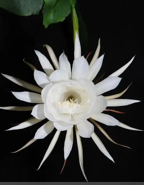 极品美图昙花一现 赏心悦目陶冶性情 116