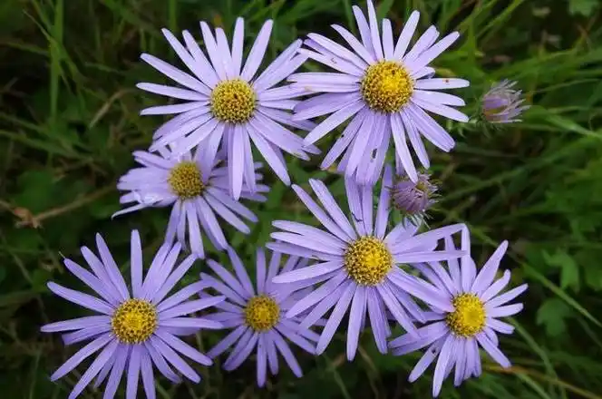 路边的小雏菊是什么品种(路边长得像小雏菊的黄花)插图