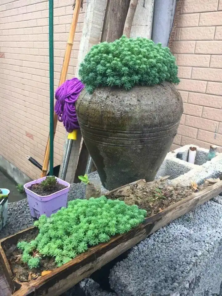 他用"菜坛子"种多肉,1分不花,呼呼长成"大米饭"!