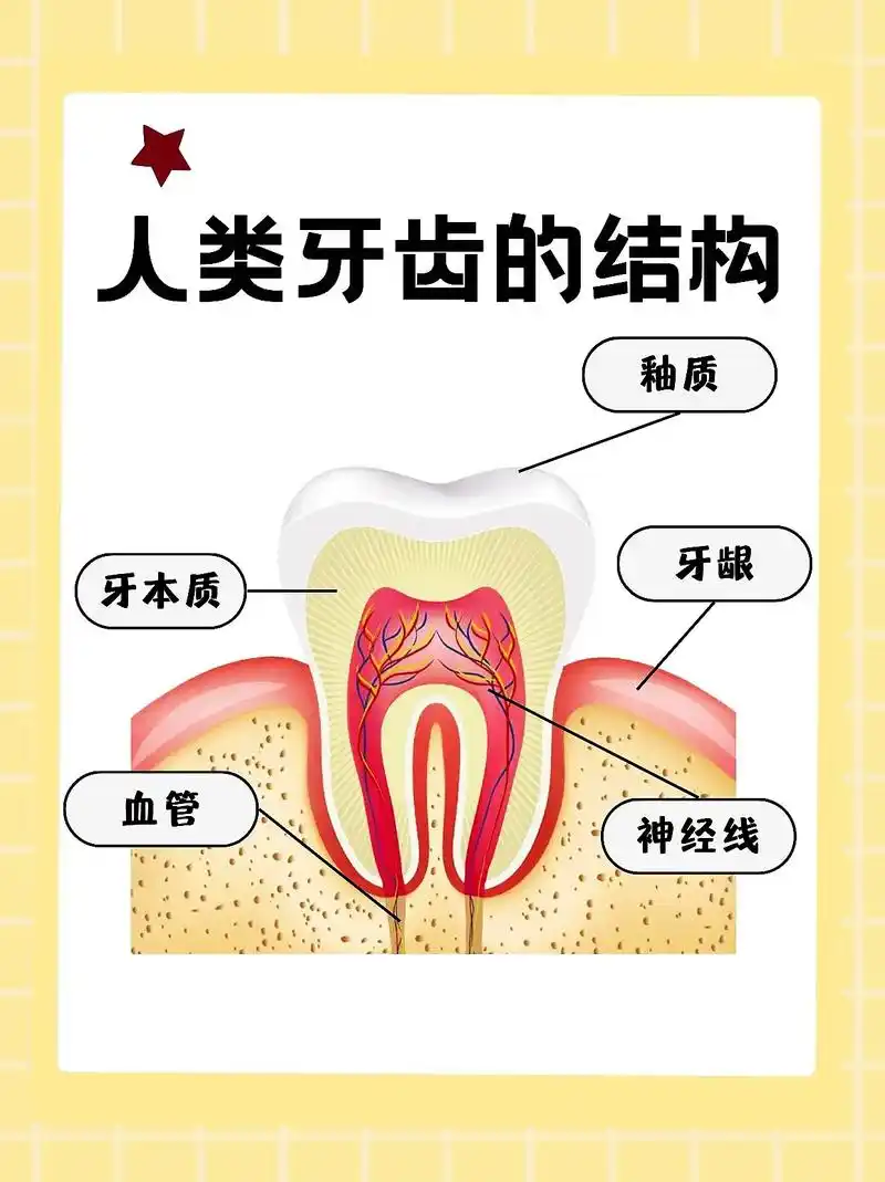 人类牙齿的结构,这些你都了解吗?#牙齿科普知识#口腔护理#保 - 抖音