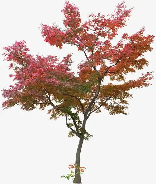 红色树木素材图片