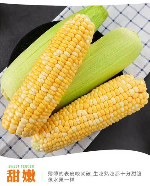 云南金银水果玉米新鲜当季现摘生吃甜玉米棒子新鲜蔬菜苞米粒苞谷