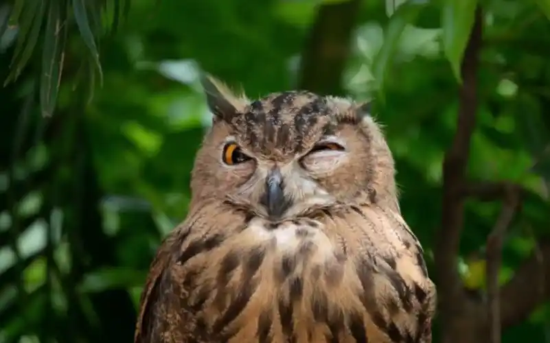 小猫头鹰wink真是太漂亮了!打不到鸟就去飞鸟乐园找自信!