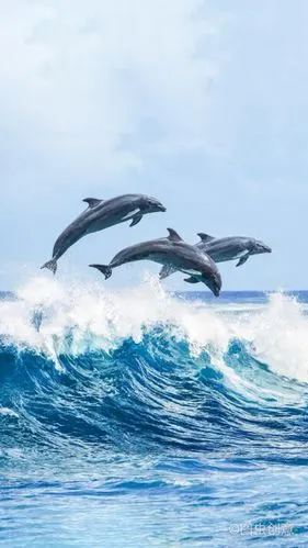 400_711竖版 竖屏