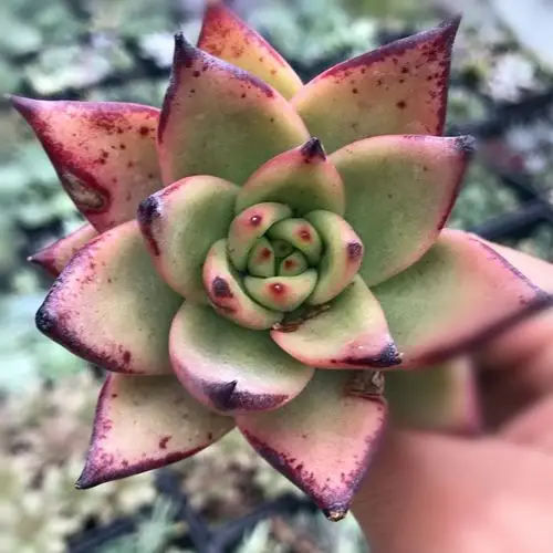 黑檀汁乌木多肉植物进口多肉盆栽萌肉肉办公室创意花卉绿植