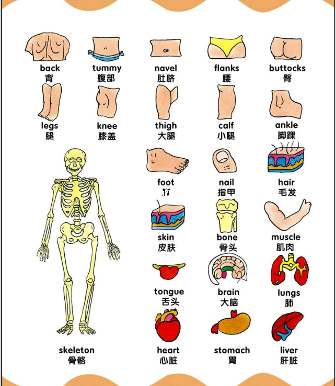 98人体器官英文单词大全_胸部_上海自由行热门攻略_英语学习_腰椎